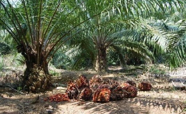 Desa Keude Trumon merupakan salah satu Desa penghasil Sawit terbanyak di Kecamatan Trumon. 